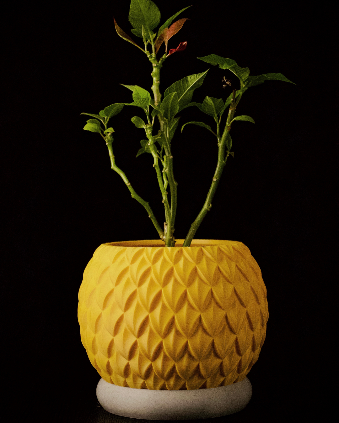 Durian